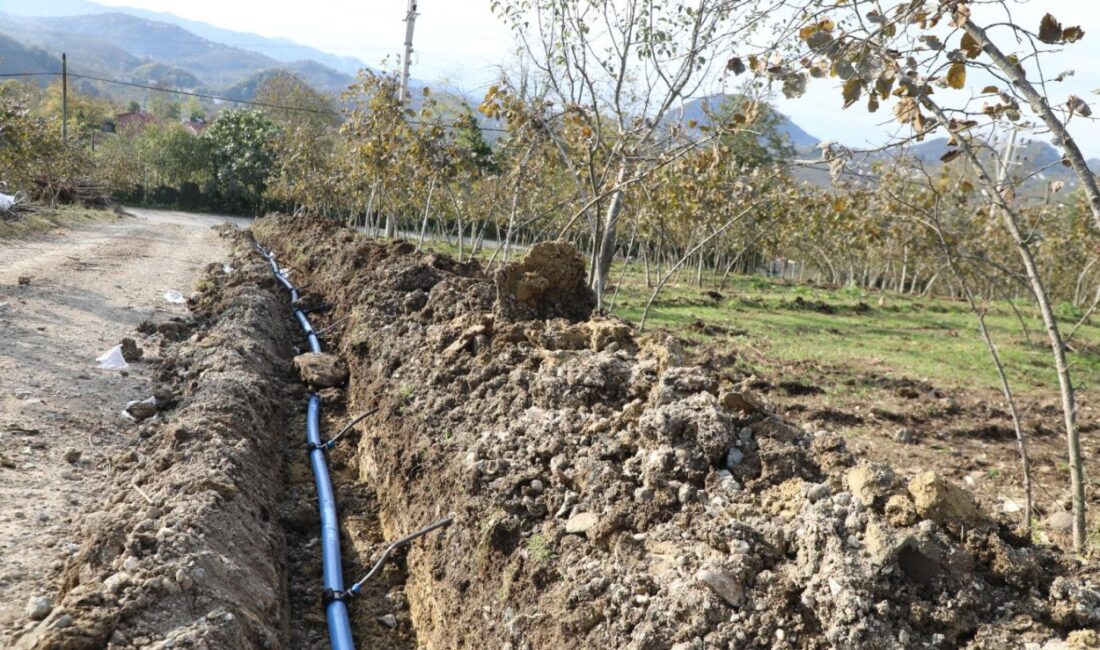 Ordu Büyükşehir Belediye Başkanı Dr. Mehmet Hilmi Güler’in fındık bahçelerinde